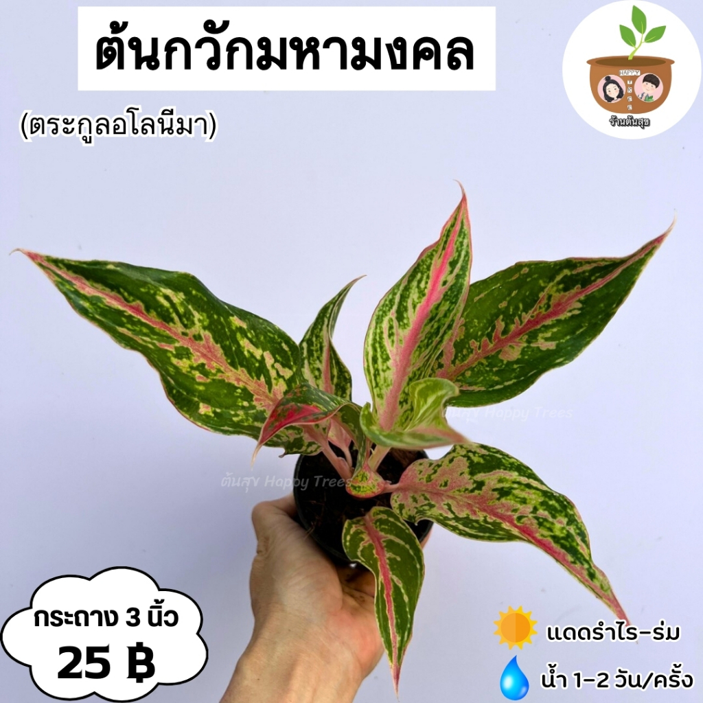 ตักกวักมหามงคล จัดส่งตั้งแต่ 2 ขึ้นไป คละแบบได้
