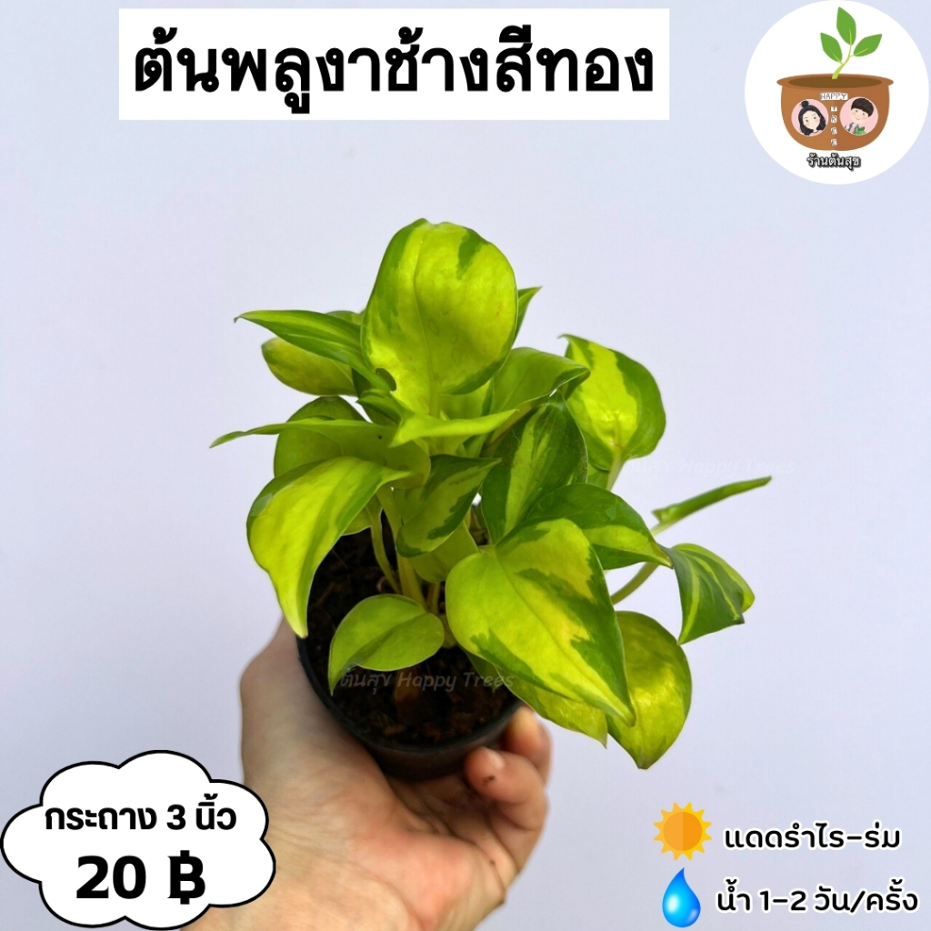 ต้นพลูงาช้างสีทอง จัดส่ง 2 ต้นขึ้นไป คละแบบได้