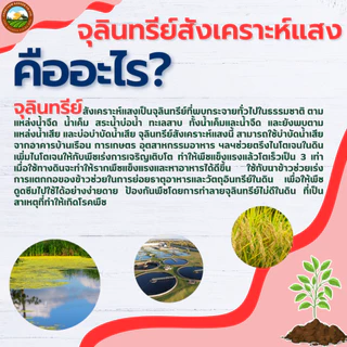 (เซต 2 ขวด ) หัวเชื้อ จุลินทรีย์สังเคราะห์แสง PSB สูตรเข้มข้น หัวเชื้อแท้ 100% เร่งราก ดอก ผล ดก