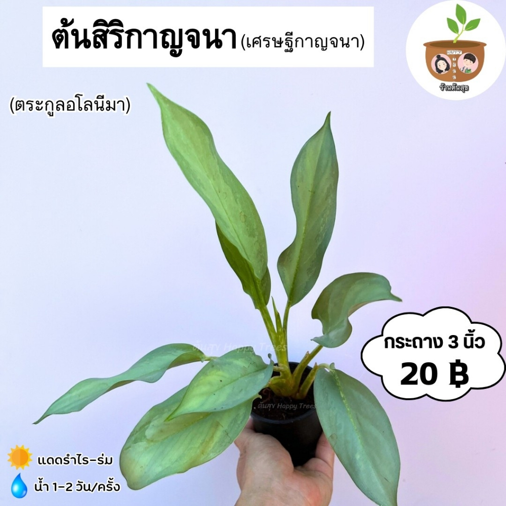 ต้นสิริกาญจนา หรือต้นเศรษฐีกาญจนา จัดส่ง 2 ต้นขึ้นไป คละแบบได้