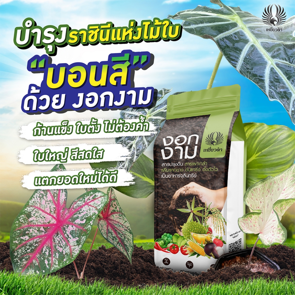 สารเร่งราก เพิ่มรากขาว รากงอกไว ใส่วันนี้ พรุ่งนี้แตกยอดใหม่ ฟื้นต้นไม่โต ไม่แตกใบ งอกงาม เหยี่ยวดำ