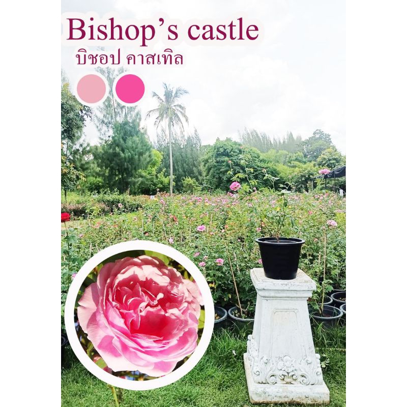 Bishop'castle บิชอป คาสเทิล เกรดsa