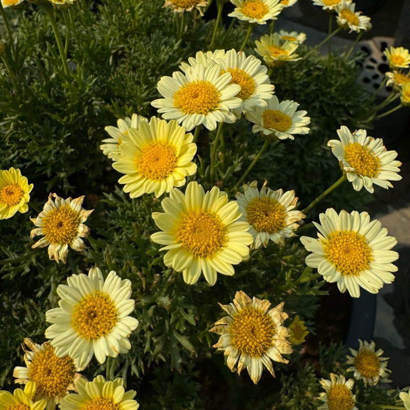 NEW* เดซี่ DAISY เดซี่ปารีส พันธุ์ใหม่ดอกสีชมพูอ่อน เหลือง แดง(ส่งติดดอก) ดอกไม้กินได้ กระถาง 8 นิ้ว ส่งทั้งกระถาง