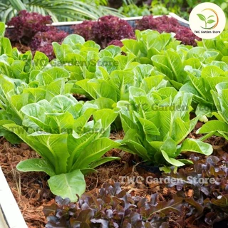 ปุ๋ยอินทรีย์ 100% Organic Fertilizer เร่งการเจริญเติบโต ปุ๋ยผักสวนครัว ไม้ดอก ไม้ประดับ ไม้ผล