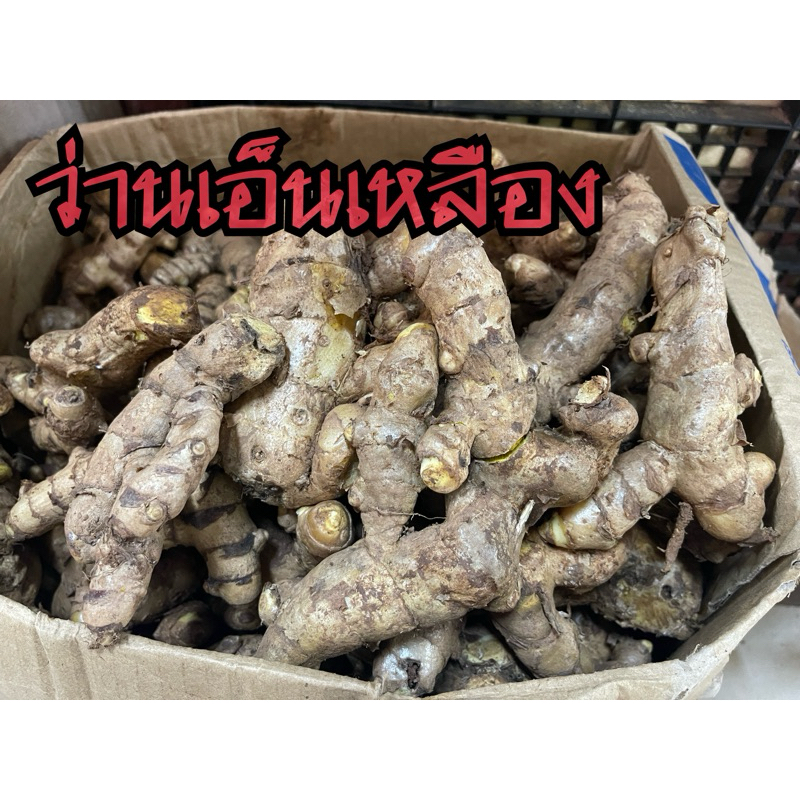 ว่านเอ็นเหลือง คละไซส์ เอ็นเหลืองสด