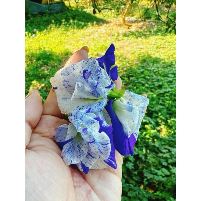 ต้นกล้าอัญชัน ต้นอัญชัน อันชัน อัญชันลาย อัญชัญสีพาสเทล ดอกไม้กินได้