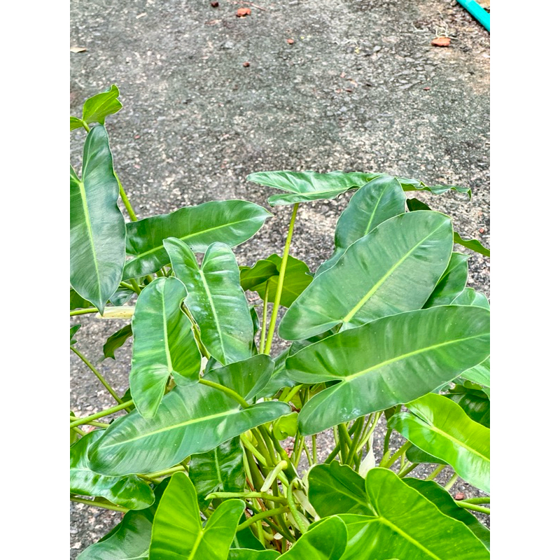 มุมมอง 5