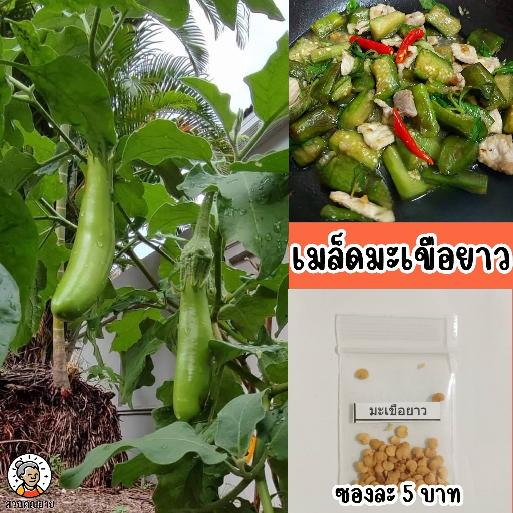 เมล็ดพันธุ์มะเขือยาว  ทรงพุ่มตั้งแผ่ด้านบน  ผลผิวเรียบมัน  ผลสีเขียว ขั้วผลสีเขียว ทนทานต่อโรค