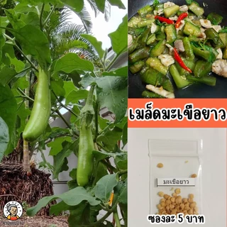 เมล็ดพันธุ์มะเขือยาว ทรงพุ่มตั้งแผ่ด้านบน ผลผิวเรียบมัน ผลสีเขียว ขั้วผลสีเขียว ทนทานต่อโรค