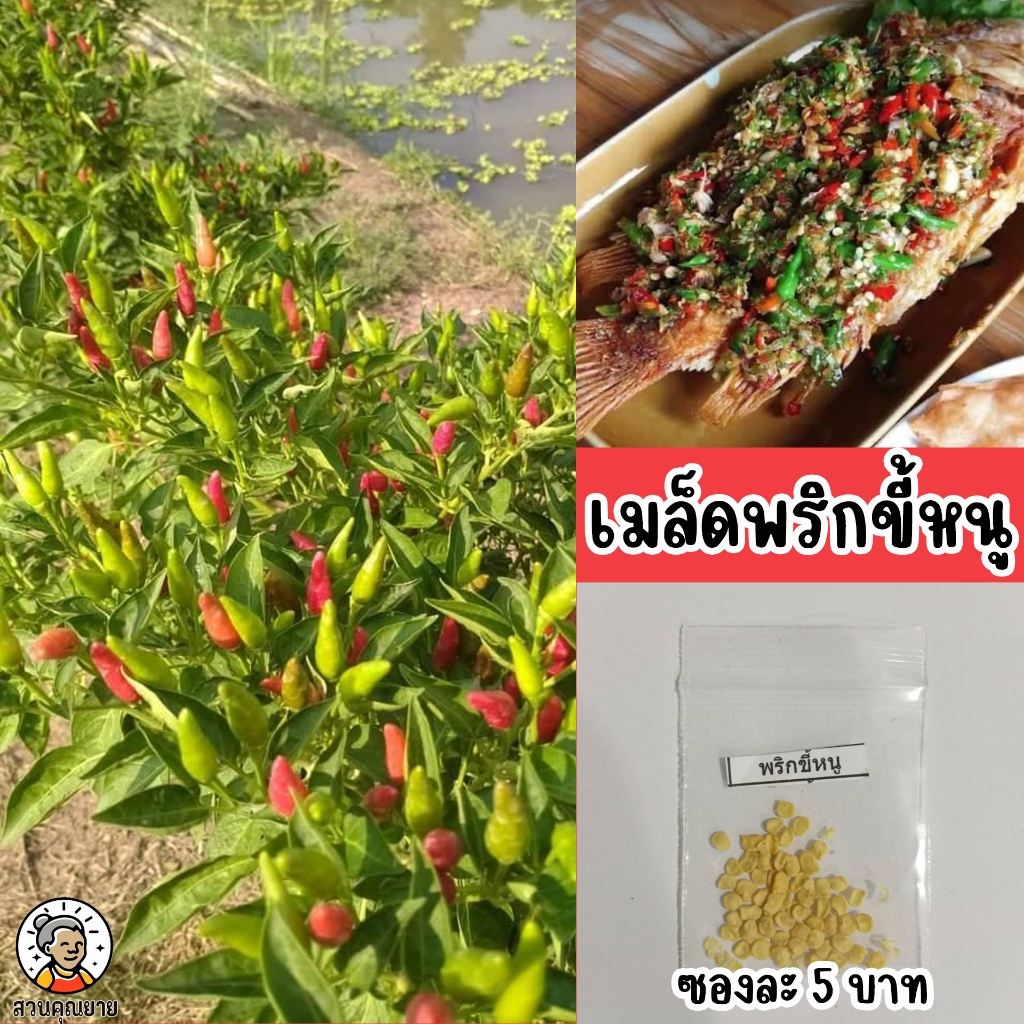 เมล็ดพริกขี้หนู ติดผลดก ผิวสีเขียวอ่อนและสีแดงสด ผลทรงกรวยแหลม ใช้ได้ทั้งผลสดและแห้ง
