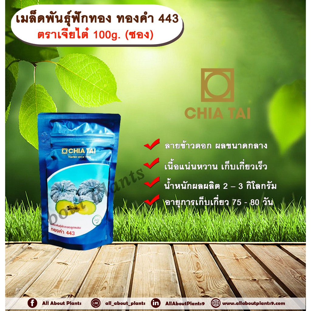 เมล็ดพันธุ์ฟักทอง ทองคำ 443 ตราเจียไต๋ 100g. (ซอง) เมล็ดพันธุ์ เมล็ดพันธุ์ผัก เมล็ดพันธุ์พืช เมล็ดพันธุ์ฟักทอง ลายข้าวตอ