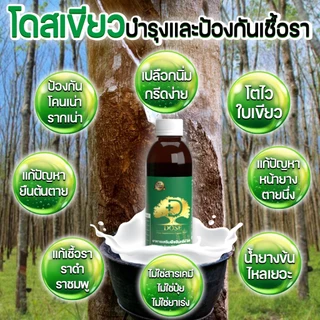 [ชุดพิเศษ] โดสเขียว DOSEเพิ่มน้ำยาง 3-5 เท่าเห็นผลไว น้ำยางไหลดี แก้หน้ายางตายนึ่ง แก้เชื้อรา