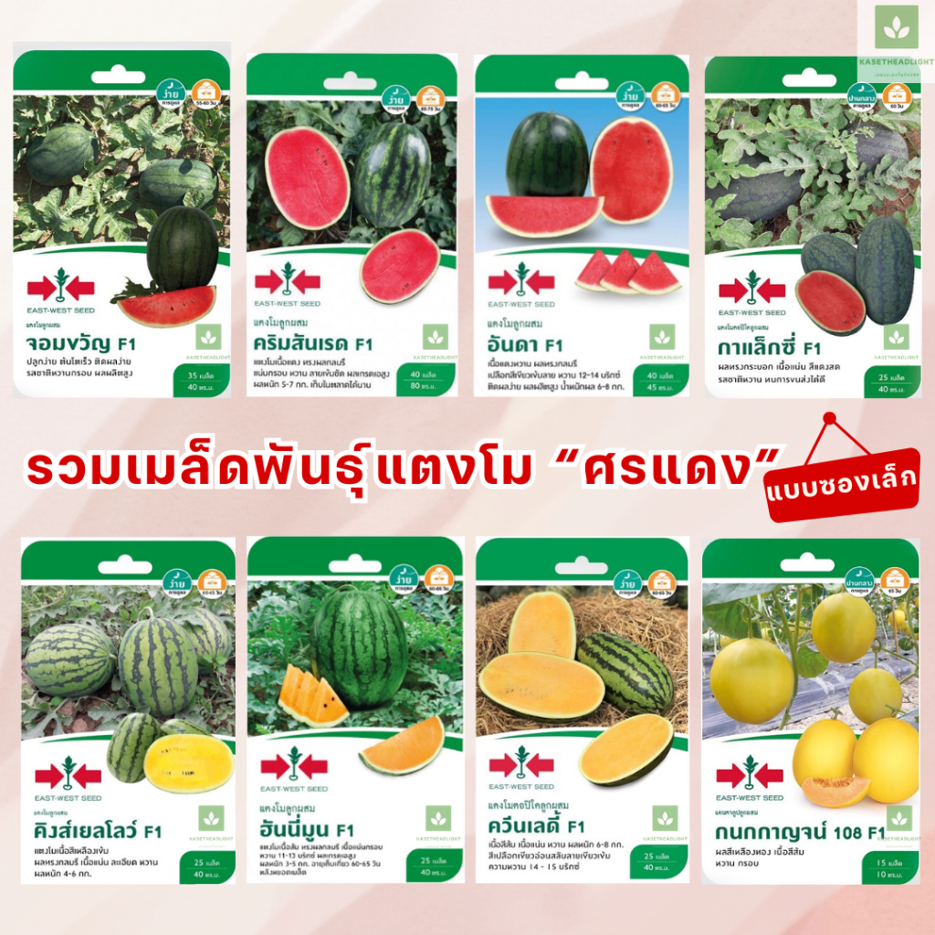 มีเกือบครบ! เมล็ดพันธุ์ แตงโม คริมสันเรด กาแล็กซี่ อันดา จอมขวัญ ควีนเลดี้ ฮันนี่มูน คิงส์ เยลโล่ แตงโมศรแดง