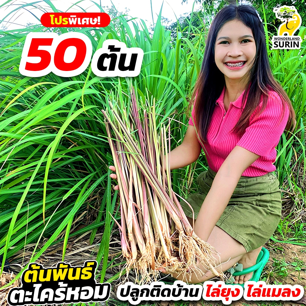 พันธุ์ต้นตะไคร้หอม โปร 50 ต้น ตะไคร้หอมแท้ 100% วันเดอร์แลนด์สุรินทร์ (WS0008) (จำกัดไม่เกิน 3 ชุด ต่อออร์เดอร์นะคะ)