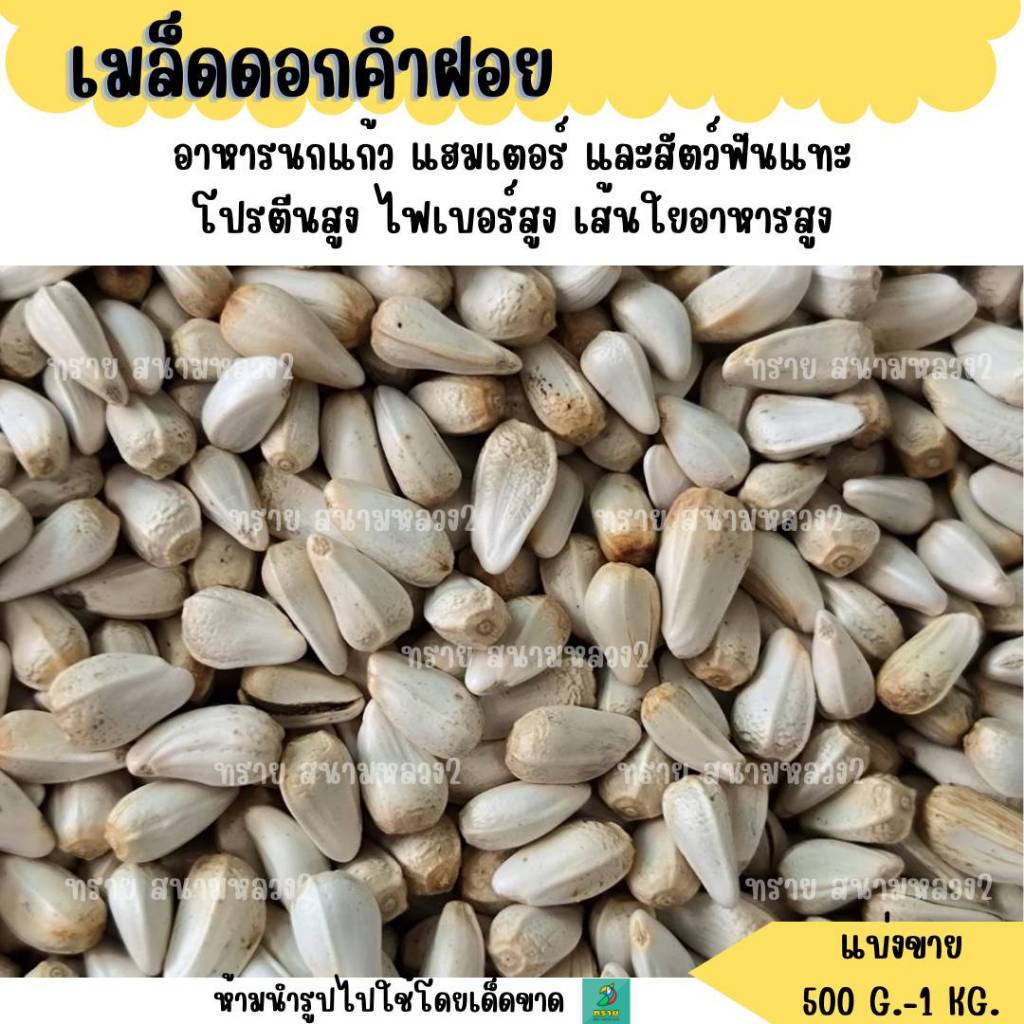 เมล็ดดอกคำฝอย (ทานตะวันขาว) แบ่งขาย 200-500 G. อาหารนก อาหารแฮมเตอร์