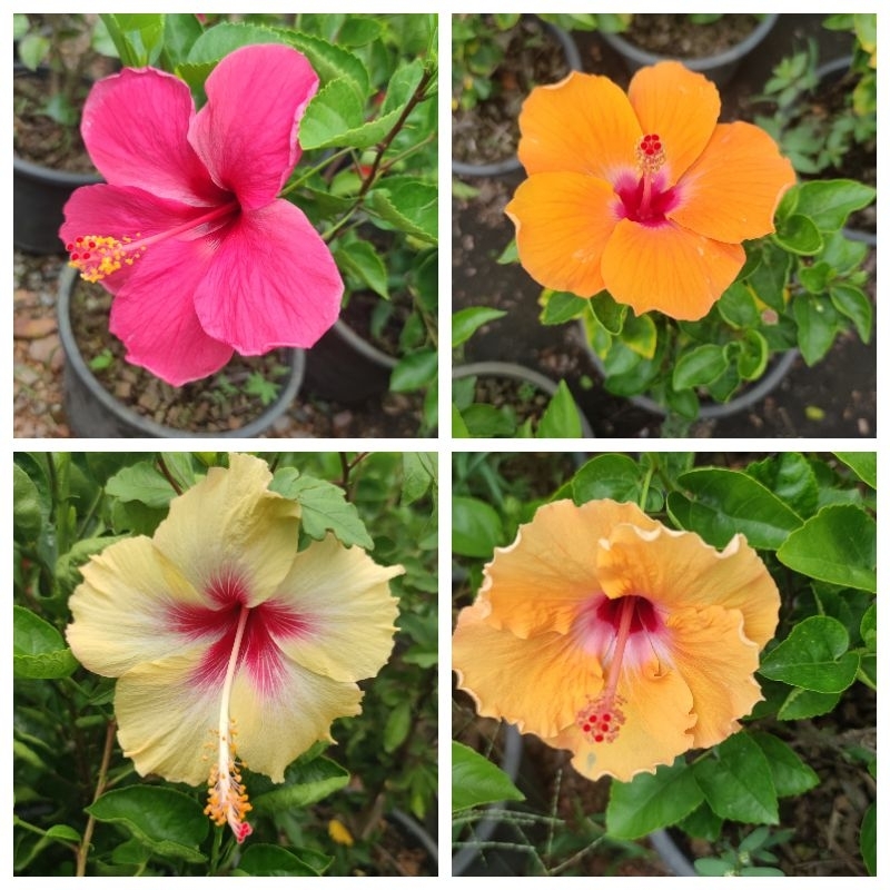 ต้นชบาสีชมพู/สีส้ม/สีเหลือง กระถาง 10 นิ้ว
