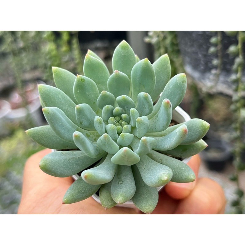 Echeveria Sedeveria blue elf กุหลาบหิน ไม้อวบนำ้ ขนาด 2 นิ้ว