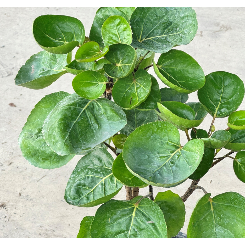 มุมมอง 3