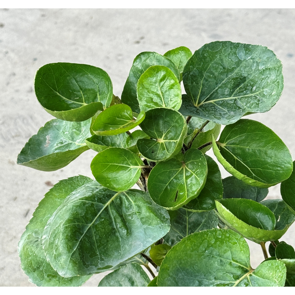 มุมมอง 4