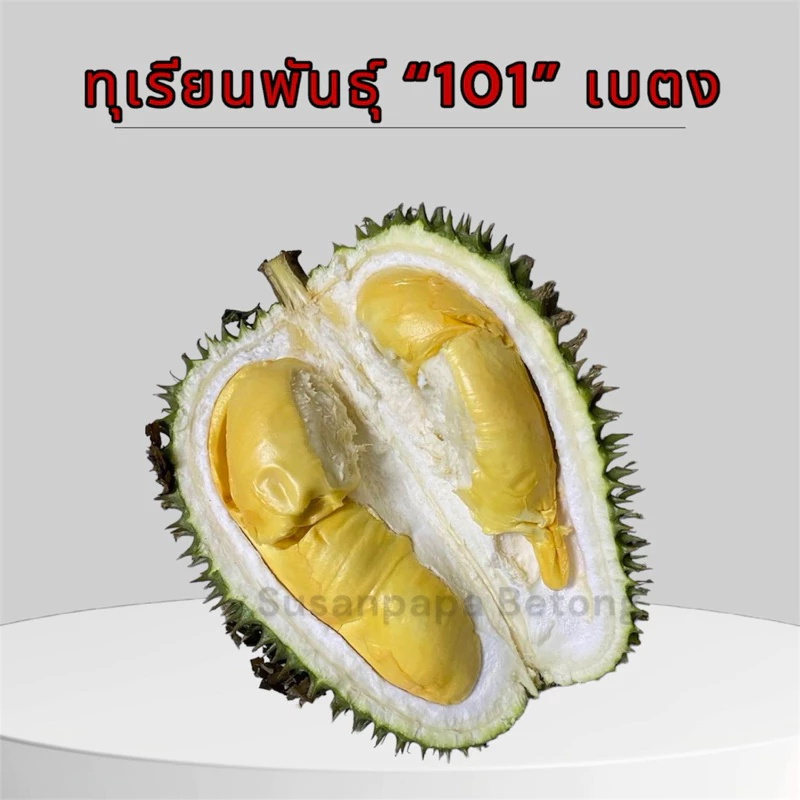 ทุเรียนพันธุ์ “101” เป็นทุเรียนประเทศมาเลเซีย รสชาติจะไม่หวานมาก มัน จนมีฉายาว่า“เนย” สายรักสุขภาพไม่ควรพลาด