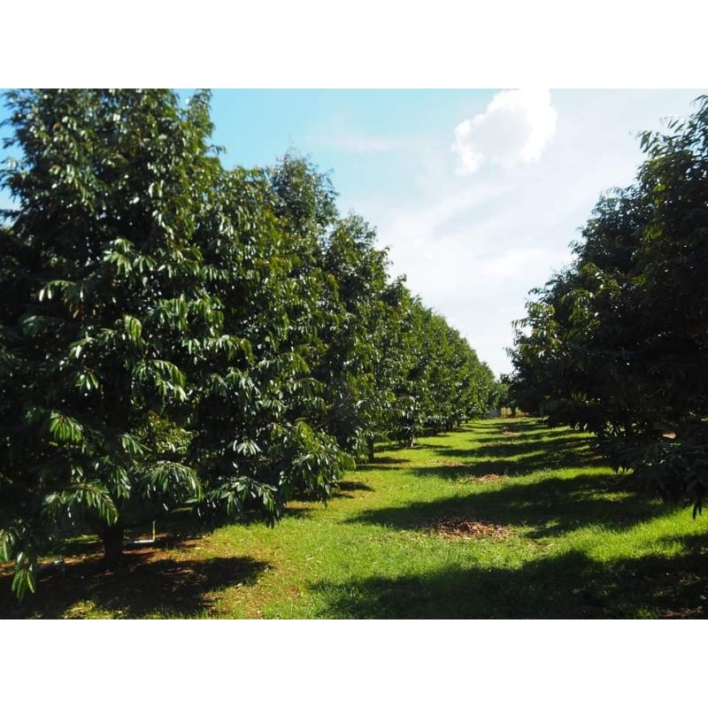 เอลลี่ ชาร์ค ขนาด 1 ลิตร - รูปที่ 3