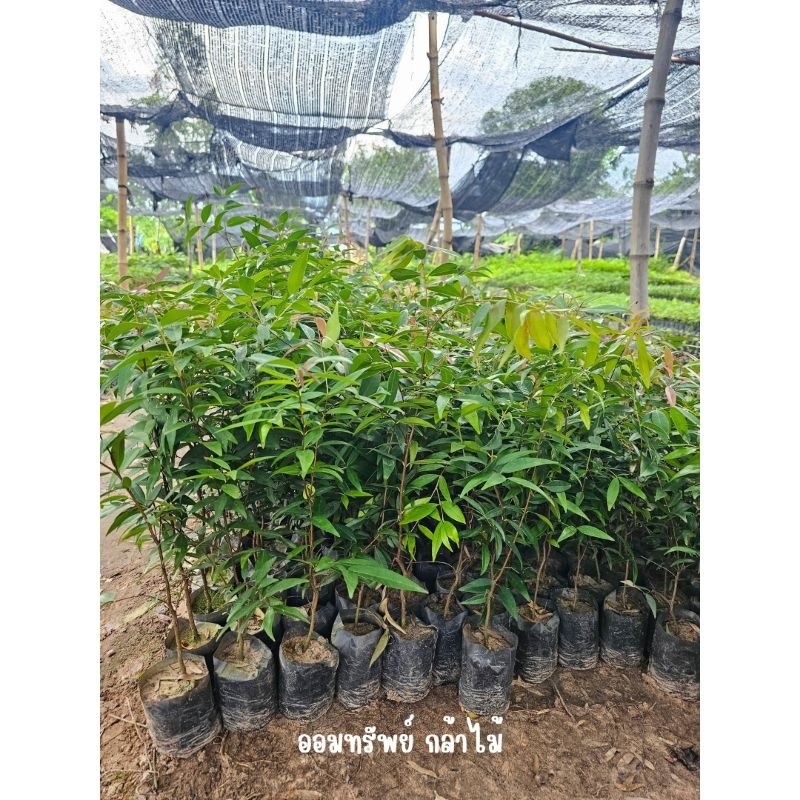 ต้นเสม็ดแดง ต้นผักเม็ก เพาะเมล็ด🌱เสียหายจากขนส่งเคลมฟรี