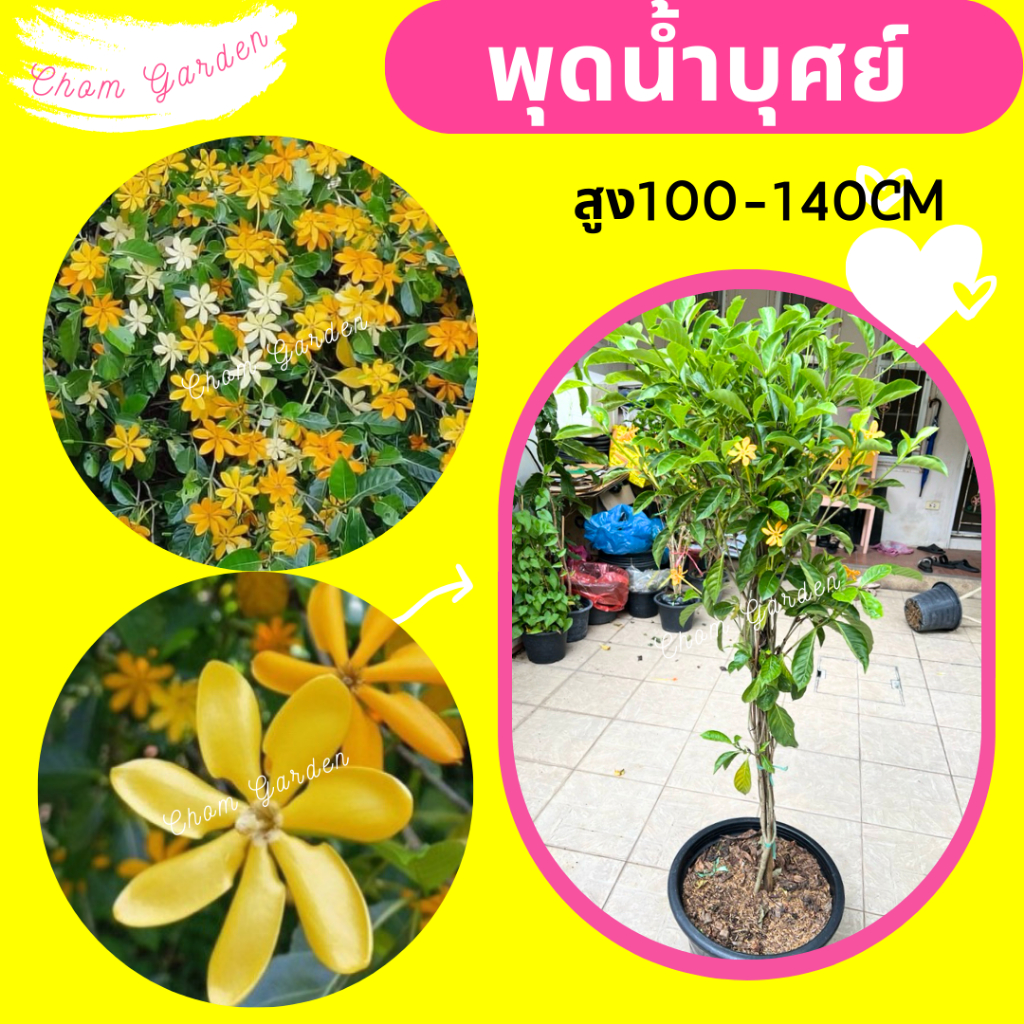ต้นพุดน้ำบุศย์ สูง 1-1.2 M.