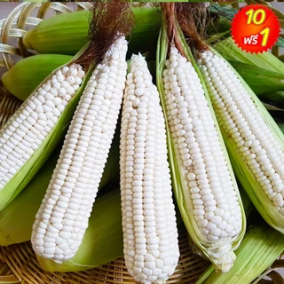 ข้าวโพด📌10แถม1!!🎯ถูกที่สุด10บ.🎯เมล็ดพันธุ์ข้าวโพดทุกสายพันธุ์2-10เมล็ด🌽ปลูกง่าย🌽พันธุ์แท้🌽ทานอร่อย