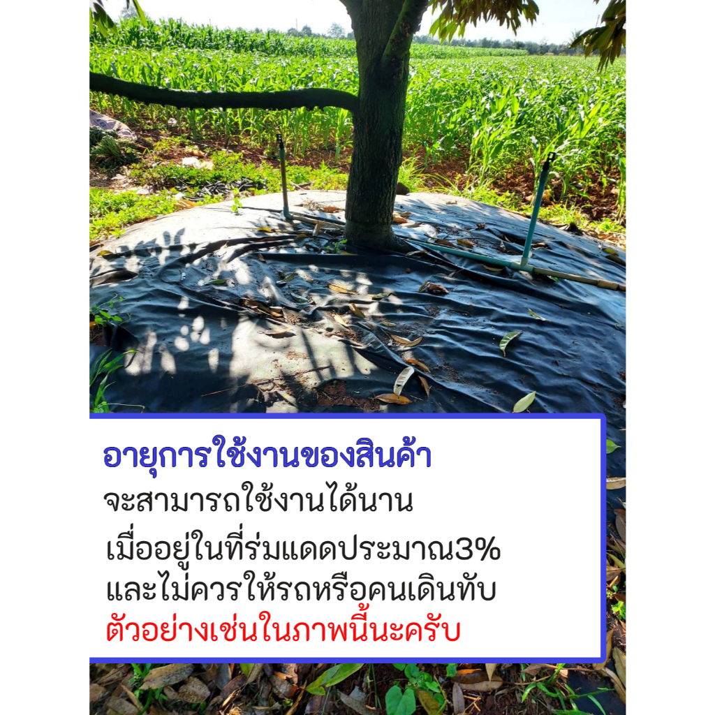 ผ้าคลุมดินเกรดพิเศษ [ยกม้วน] ผ้าคลุมหญ้า ผ้าคลุมวัชพืช🌿 หนา 70 แกรม น้ำซึมไหลผ่านได้ดี ทนทานทุกการใช้งาน - รูปที่ 6