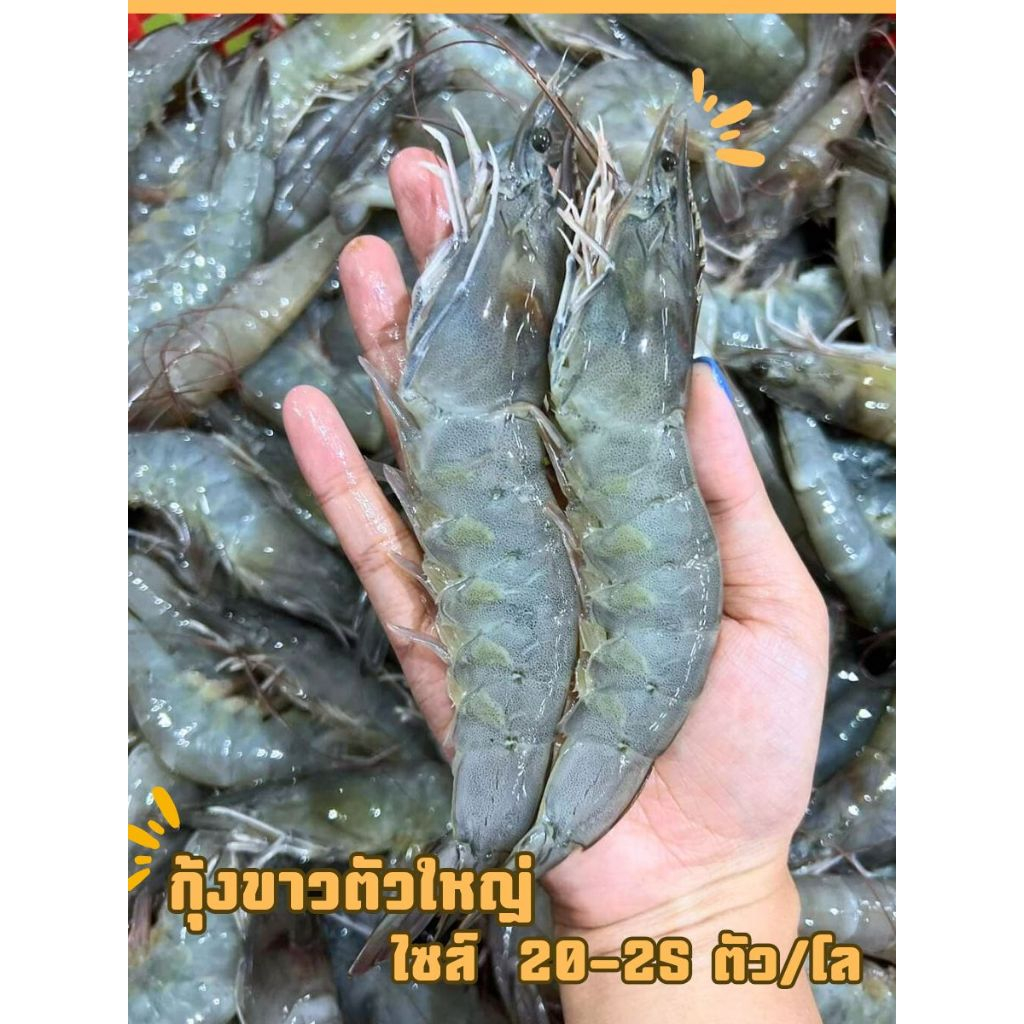 กุ้งขาวตัวใหญ่ๆ ไซส์20-30ตัวโล กุ้งสดๆแล้วนำมาแช่แข็ง ขายแพ็คละ 1กิโลกรัม