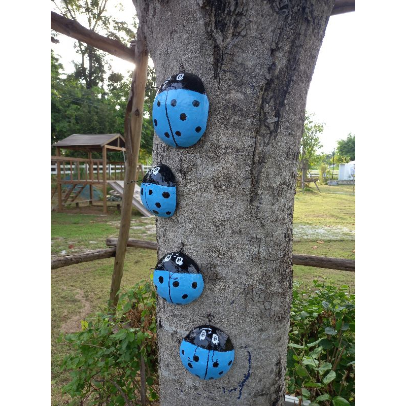 เต่าทอง DIY ทำจากกะลาของแต่งสวน(ตัวละ)