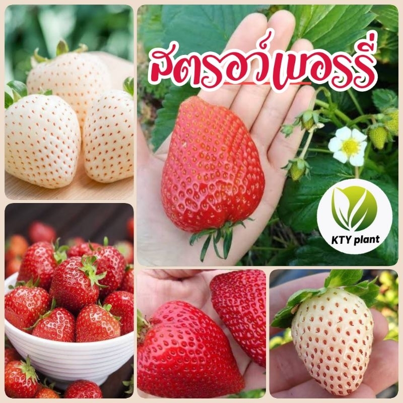 เมล็ดสตรอว์เบอรรี่​แดง​ สตรอว์เบอรรี่ขาว สตรอว์เบอรรี่จัมโบ้