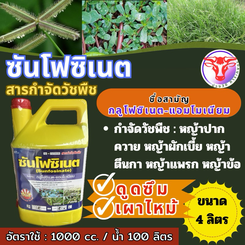 ✅ กลูโฟซิเนต-แอมโมเนียม 4 ลิตร ซันคร๊อพ(ส่งเร็ว ราคาถูก ”สั่งได้ครั้งละ 3 แกนลอน“)กำจัดวัชพืชทั้งใบแคบและใบกว้าง