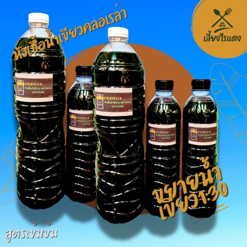 หัวเชื้อน้ำเขียวสาหร่ายคลอเรล่าเข้มข้นมาก ธาตุอาหารครบ สำหรับขยาย หรือเลี้ยงไรแดง อย่างมีประสิทธิภาพ