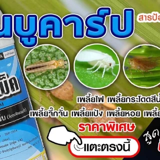 (ยกลัง 12 ขวด) ฟิโนแพ็ค ฟีโนบูคาร์บ 1000cc. ฟิโน ฟีโนบูขาร์ป ยา น็อคแมลง น็อคเพลี้ยสีน้ำตาล ฟีโนบูคาร์บ ฟิโนบูคาบ1ลิตร