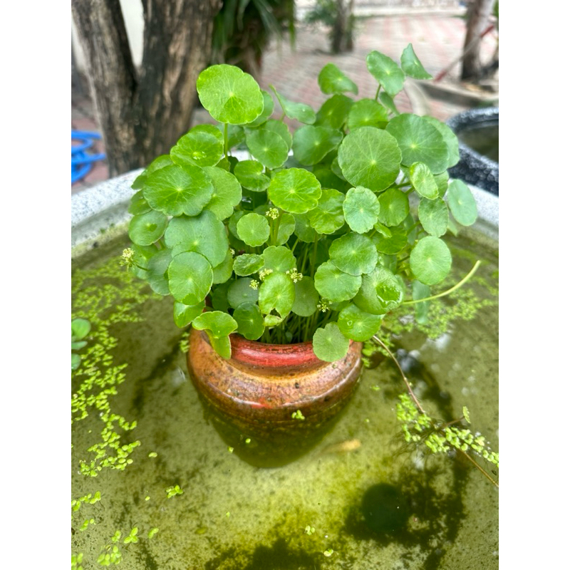 แว่นแก้ว ออแกนนิค ตกแต่งอ่างปลา