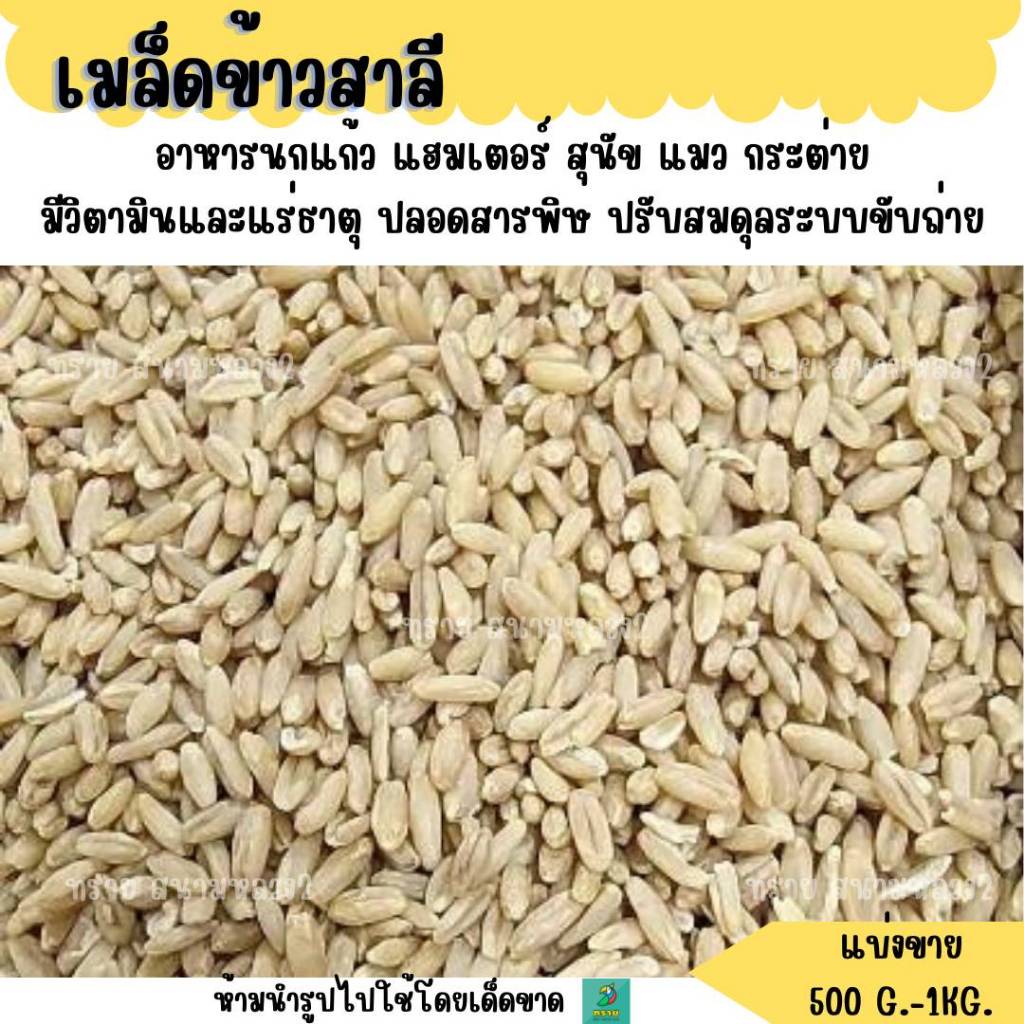 เมล็ดข้าวสาลี (แบ่งขาย 500 G.-1 KG) อาหารแมว ขนมแมว อาหารนก หญ้าแมว