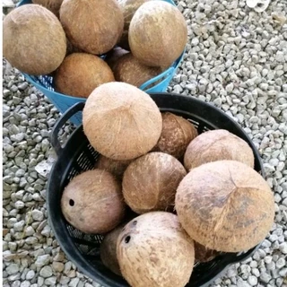 กะลามะพร้าวเต็มใบใช้ทำบ้านนกบ้านกระรอกบ้านชูการ์ไรเดอร์