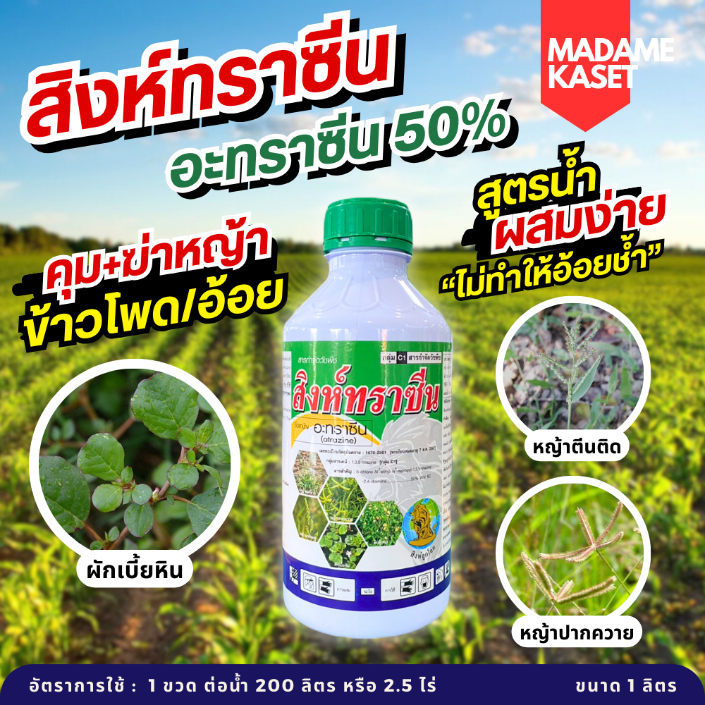 สิงห์ทราซีน (อะทราซีน 50%) คุมหญ้าอ้อยได้ทั้งใบแคบใบกว้าง หญ้าเบี้ยหิน หญ้าตีนตุ๊กแก หญ้าปากควาย หญ้านกสีชมพู ( 1 ลิตร )