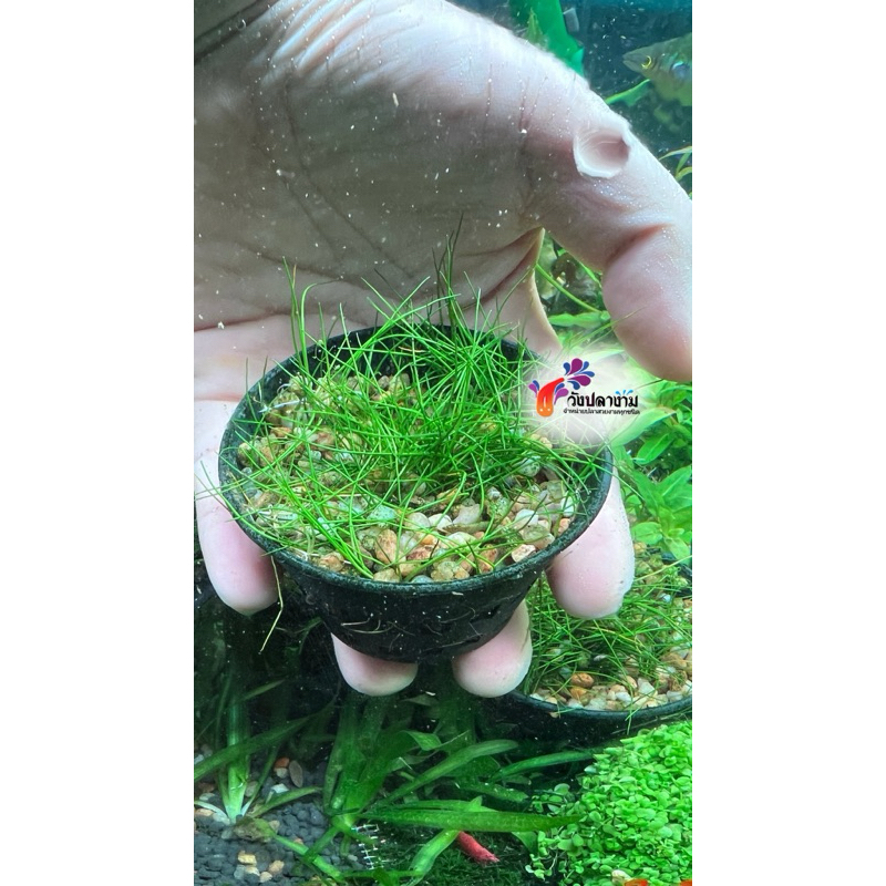 ไม้น้ำ 🌱พืชน้ำหน้าตู้ เพิลกลาส&หวีดจิ๋ว&แฮร์กลาส