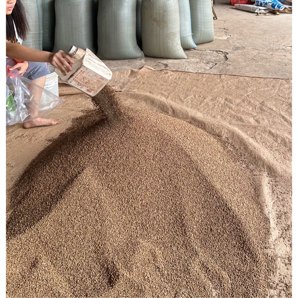 เมล็ดพันธุ์ผักชีไทย เมล็ดผักชี  ผักชี  1 กิโลกรัม  109 บาท  สำหรับปลูก หรือทาน