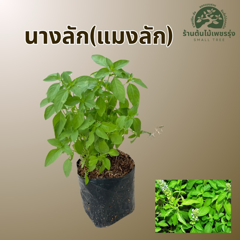 ต้นแมงลัก ( นางลัก )   ต้นกล้าแข็งแรงพร้อมปลูก ผักสวนครัว ให้ผลผลิตเร็ว   การขนส่งเสียหายทางร้านเปลี่ยนสิ้นค้าให้ใหม่