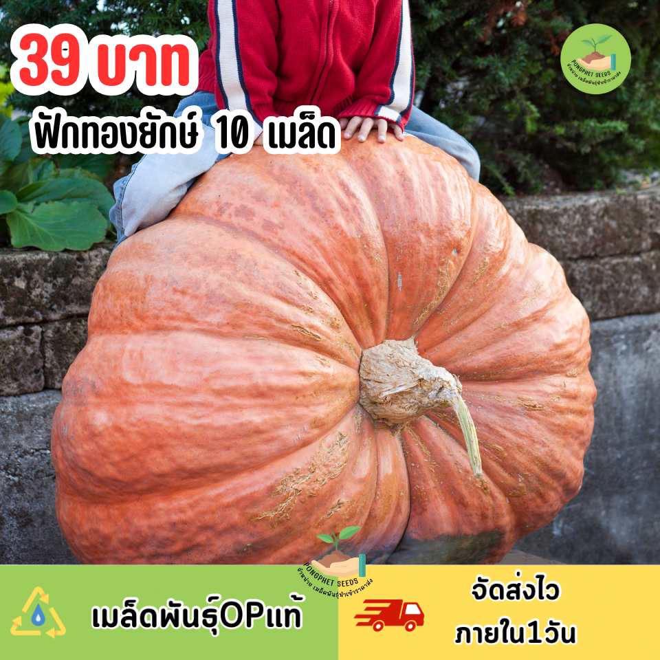 เมล็ดพันธุ์ฟักทองยักษ์ 10 เมล็ด