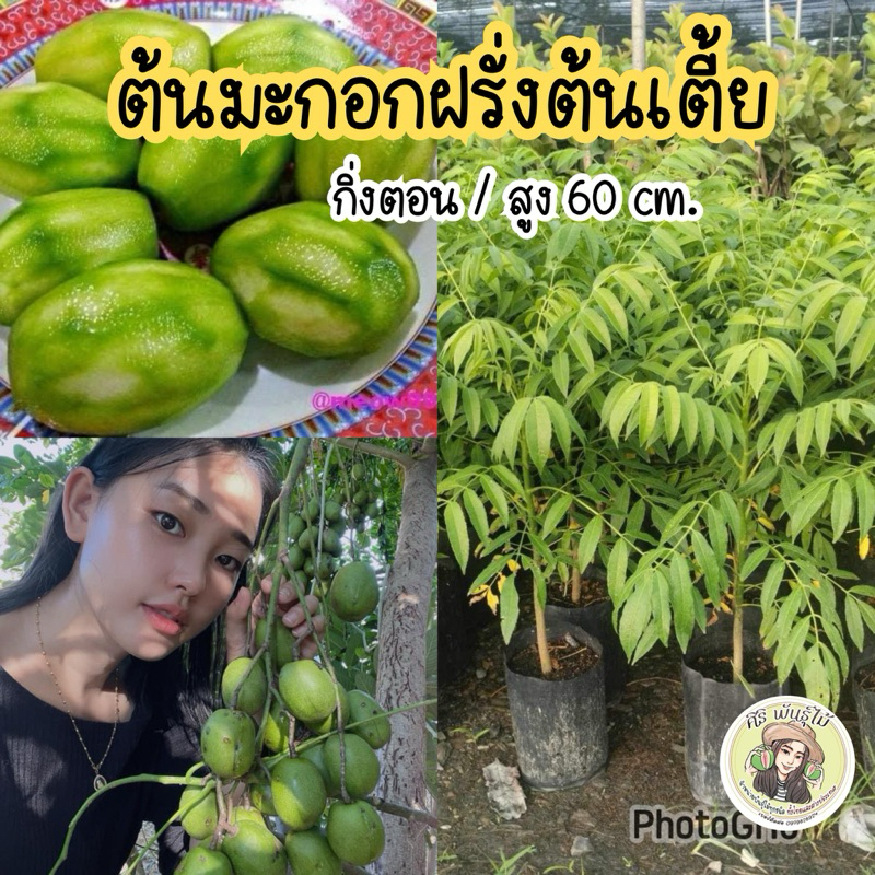 มะกอกฝรั่งต้นเตี้ย สูง 60 ซม. ต้นแข็งแรงพร้อมลงปลูก