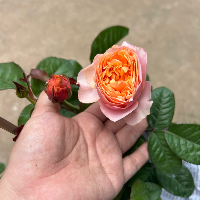 กุหลาบ วูวูเซล่า *ส่งติดตูมดอก แบบถุง พร้อมส่ง ต้นไม้ประดับบ้านและสวน