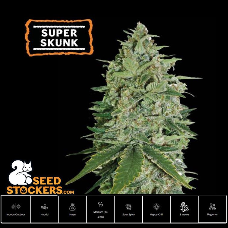 เมล็ด Super Skunk - Seed Stockers