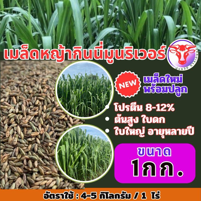 ✅ กินนี หญ้า กินนี่มูนริเวอร์ 1 กิโลกรัม(คัดเกรดA+) (พร้อมปลูก)