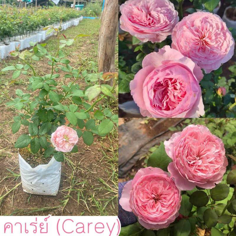 คาเร่ย์ (Carey) กุหลาบสรชมพู ทรงถ้วย บานทน