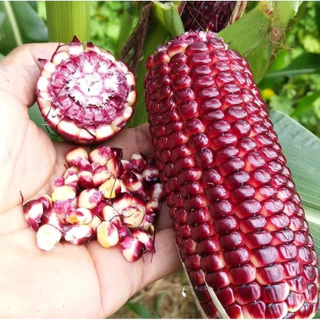 ข้าวโพด🌽รวมข้าวโพดทุกพันธุ์🎯ถูกที่สุด10บ.🎯เมล็ดพันธุ์ข้าวโพดทุกสายพันธุ์ 2 -10 เมล็ด🌽ปลูกง่าย☘️ผลดก🌽ทานอร่อย
