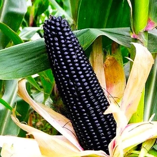 ข้าวโพด🌽รวมข้าวโพดทุกพันธุ์🎯ถูกที่สุด10บ.🎯เมล็ดพันธุ์ข้าวโพดทุกสายพันธุ์ 2 -10 เมล็ด🌽ปลูกง่าย☘️ผลดก🌽ทานอร่อย